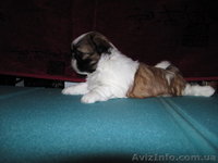 Перспективные щенки ши-тцу. - <ro>Изображение</ro><ru>Изображение</ru> #1, <ru>Объявление</ru> #39294