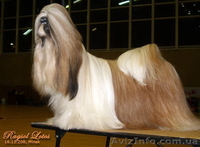 Перспективные щенки ши-тцу. - <ro>Изображение</ro><ru>Изображение</ru> #3, <ru>Объявление</ru> #39294