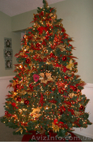 Продам ель, сону. опт, розница. Доставка. - <ro>Изображение</ro><ru>Изображение</ru> #1, <ru>Объявление</ru> #124013