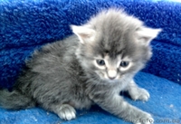 Симпатичные котята - <ro>Изображение</ro><ru>Изображение</ru> #2, <ru>Объявление</ru> #249049