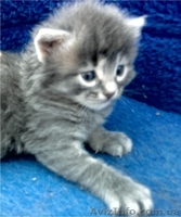 Симпатичные котята - <ro>Изображение</ro><ru>Изображение</ru> #1, <ru>Объявление</ru> #249049