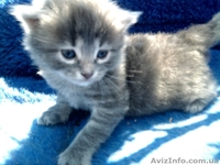 Симпатичные котята - <ro>Изображение</ro><ru>Изображение</ru> #3, <ru>Объявление</ru> #249049