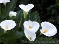 Калла белая корневищная - <ro>Изображение</ro><ru>Изображение</ru> #4, <ru>Объявление</ru> #255845