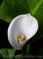 Калла белая корневищная - <ro>Изображение</ro><ru>Изображение</ru> #1, <ru>Объявление</ru> #255845