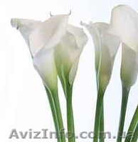 Калла белая корневищная - <ro>Изображение</ro><ru>Изображение</ru> #3, <ru>Объявление</ru> #255845