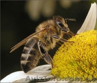 Продукты пчеловодства собранные с собственной пасеки Киев, Донецк, Одесса - <ro>Изображение</ro><ru>Изображение</ru> #4, <ru>Объявление</ru> #269316