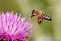 Продукты пчеловодства собранные с собственной пасеки Киев, Донецк, Одесса - <ro>Изображение</ro><ru>Изображение</ru> #1, <ru>Объявление</ru> #269316