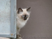 Невские Маскарадные котята - <ro>Изображение</ro><ru>Изображение</ru> #2, <ru>Объявление</ru> #291810