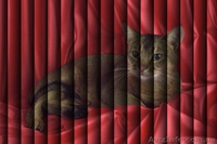 Фото-жалюзи Крым - <ro>Изображение</ro><ru>Изображение</ru> #4, <ru>Объявление</ru> #419648