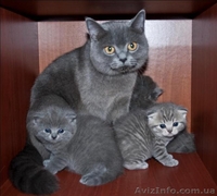 Котята, приносящие удачу! - <ro>Изображение</ro><ru>Изображение</ru> #10, <ru>Объявление</ru> #467452