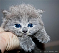 Котята, приносящие удачу! - <ro>Изображение</ro><ru>Изображение</ru> #8, <ru>Объявление</ru> #467452