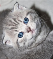Котята, приносящие удачу! - <ro>Изображение</ro><ru>Изображение</ru> #4, <ru>Объявление</ru> #467452