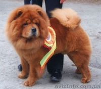 Щенки чау-чау с родословной, продажа chow-chow - <ro>Изображение</ro><ru>Изображение</ru> #5, <ru>Объявление</ru> #487684