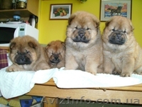 Щенки чау-чау с родословной, продажа chow-chow - <ro>Изображение</ro><ru>Изображение</ru> #2, <ru>Объявление</ru> #487684