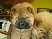 Щенки чау-чау с родословной, продажа chow-chow - <ro>Изображение</ro><ru>Изображение</ru> #3, <ru>Объявление</ru> #487684