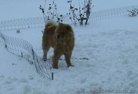 Щенки чау-чау с родословной, продажа chow-chow - <ro>Изображение</ro><ru>Изображение</ru> #4, <ru>Объявление</ru> #487684