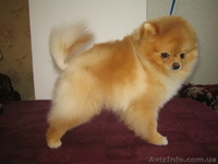 мальчик померанского шпица - <ro>Изображение</ro><ru>Изображение</ru> #1, <ru>Объявление</ru> #543720