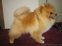 мальчик померанского шпица - <ro>Изображение</ro><ru>Изображение</ru> #3, <ru>Объявление</ru> #543720