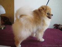 мальчик померанского шпица - <ro>Изображение</ro><ru>Изображение</ru> #4, <ru>Объявление</ru> #543720