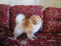 мальчик померанского шпица - <ro>Изображение</ro><ru>Изображение</ru> #5, <ru>Объявление</ru> #543720