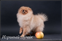 Щенки померанского шпица .... - <ro>Изображение</ro><ru>Изображение</ru> #1, <ru>Объявление</ru> #530520