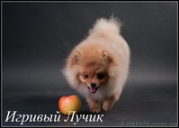 Щенки померанского шпица .... - <ro>Изображение</ro><ru>Изображение</ru> #2, <ru>Объявление</ru> #530520