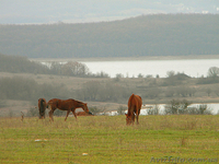 Продается участок в Россошанке (Байдарская долина, Севастополь) - Крым - <ro>Изображение</ro><ru>Изображение</ru> #1, <ru>Объявление</ru> #593308