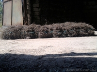 Камка (Зостера) - <ro>Изображение</ro><ru>Изображение</ru> #4, <ru>Объявление</ru> #613304