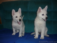 Породистые щенки белой швейцарской овчарки - <ro>Изображение</ro><ru>Изображение</ru> #3, <ru>Объявление</ru> #594610