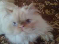 Отдам Бари в хорошие руки - <ro>Изображение</ro><ru>Изображение</ru> #2, <ru>Объявление</ru> #652790