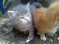 Серый мальчик и рыжая девочка, очаровательные малыши ищут дом! - <ro>Изображение</ro><ru>Изображение</ru> #1, <ru>Объявление</ru> #684159