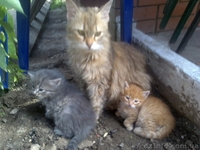 Серый мальчик и рыжая девочка, очаровательные малыши ищут дом! - <ro>Изображение</ro><ru>Изображение</ru> #3, <ru>Объявление</ru> #684159