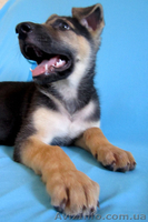 щенок Восточно-Европейской овчарки - <ro>Изображение</ro><ru>Изображение</ru> #7, <ru>Объявление</ru> #681823