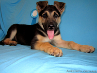 щенок Восточно-Европейской овчарки - <ro>Изображение</ro><ru>Изображение</ru> #8, <ru>Объявление</ru> #681823