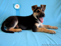 щенок Восточно-Европейской овчарки - <ro>Изображение</ro><ru>Изображение</ru> #10, <ru>Объявление</ru> #681823