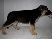 щенок Восточно-Европейской овчарки - <ro>Изображение</ro><ru>Изображение</ru> #3, <ru>Объявление</ru> #681823