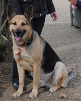 щенок Восточно-Европейской овчарки - <ro>Изображение</ro><ru>Изображение</ru> #5, <ru>Объявление</ru> #681823