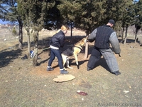 щенок Восточно-Европейской овчарки - <ro>Изображение</ro><ru>Изображение</ru> #2, <ru>Объявление</ru> #681823