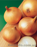 Лук репчатый оптом Крым - <ro>Изображение</ro><ru>Изображение</ru> #3, <ru>Объявление</ru> #748230