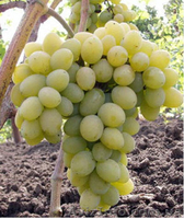 Виноград оптом Крым - <ro>Изображение</ro><ru>Изображение</ru> #3, <ru>Объявление</ru> #748229