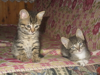 СРОЧНО!!! Милые котята ждут новых хозяев!!! - <ro>Изображение</ro><ru>Изображение</ru> #5, <ru>Объявление</ru> #770672