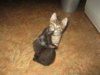 СРОЧНО!!! Милые котята ждут новых хозяев!!! - <ro>Изображение</ro><ru>Изображение</ru> #2, <ru>Объявление</ru> #770672