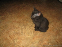 СРОЧНО!!! Милые котята ждут новых хозяев!!! - <ro>Изображение</ro><ru>Изображение</ru> #3, <ru>Объявление</ru> #770672