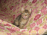СРОЧНО!!! Милые котята ждут новых хозяев!!! - <ro>Изображение</ro><ru>Изображение</ru> #4, <ru>Объявление</ru> #770672