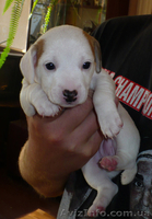 Продаются щенки Джек-Рассел терьера - <ro>Изображение</ro><ru>Изображение</ru> #4, <ru>Объявление</ru> #769307