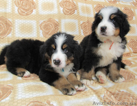 Продаю элитных щенков бернского зенненхунда от титулованных родителей - <ro>Изображение</ro><ru>Изображение</ru> #2, <ru>Объявление</ru> #775784