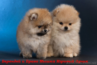 мальчик померанского шпица.., привит.Днепропетровск - <ro>Изображение</ro><ru>Изображение</ru> #5, <ru>Объявление</ru> #544512