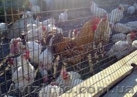 Продажа сельскохозяйственной птицы - <ro>Изображение</ro><ru>Изображение</ru> #3, <ru>Объявление</ru> #848617