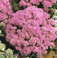 Продам агератум - <ro>Изображение</ro><ru>Изображение</ru> #3, <ru>Объявление</ru> #856344