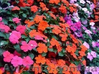 Продам бальзамин - <ro>Изображение</ro><ru>Изображение</ru> #1, <ru>Объявление</ru> #856353